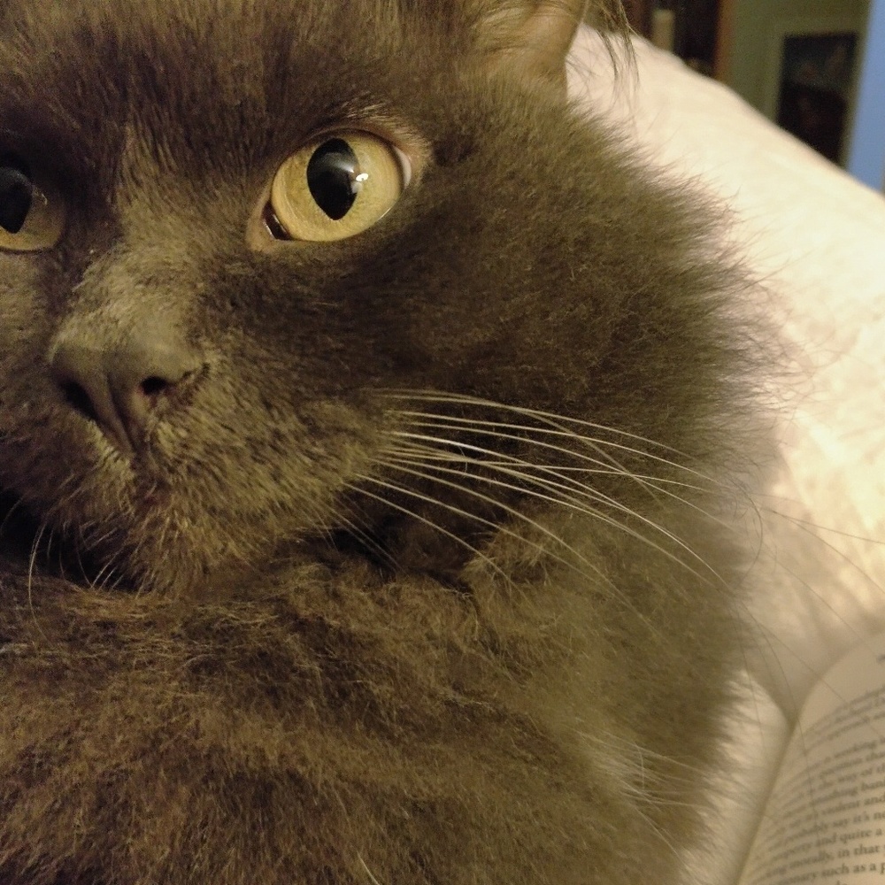 Meet your Posher, Audrey